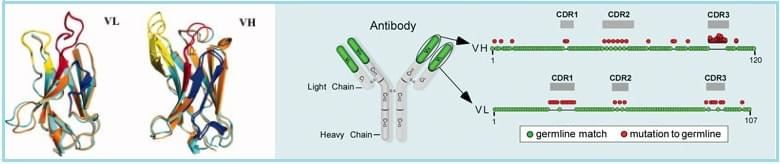 Humanized Antibody Germinalization Service
